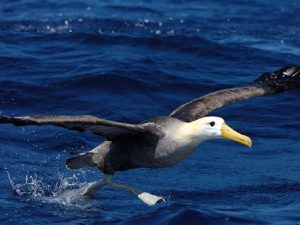 Взлет машущего альбатроса